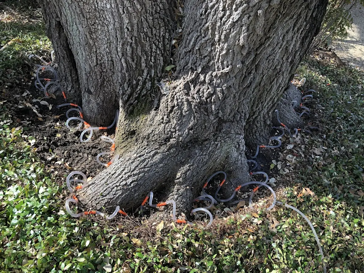 Detailed Tree Cabling and Bracing job site in Camano Island