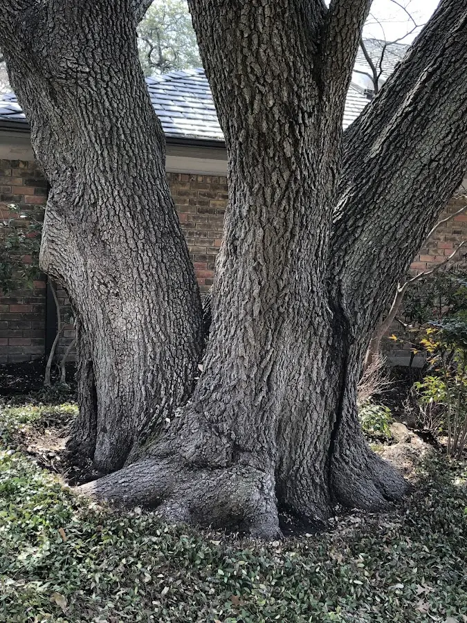 Mature heritage tree close to a Camano Island property cared for by certified arborists